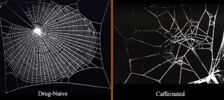 Spiders build their webs with great skill unless they’re under the influence of caffeine